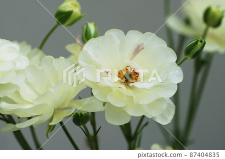 Ranunculus 87404835