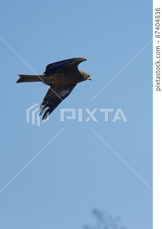 手賀沼湖野鳥冬季飛鳥 87404836