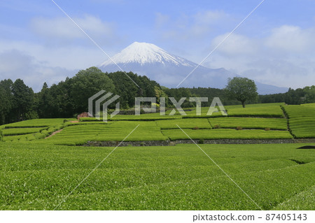 小淵的茶園 87405143