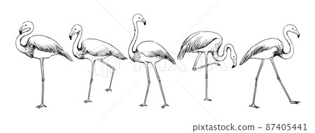 Flamingo sketch. Exotic tropical bird in various poses. Feathered animals flock with long tail and wings. Isolated engraving flying creatures. Wildlife nature. Vector hand drawn fowl set 87405441