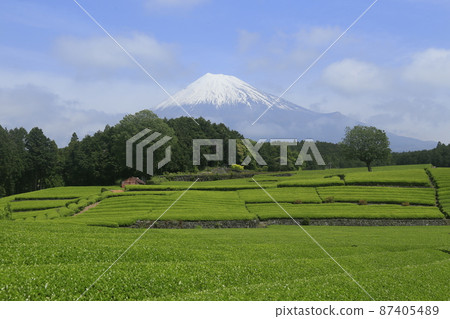 富士山和茶園 87405489