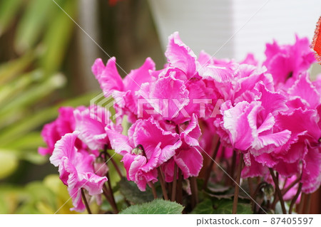 Cyclamen Cyclamen Cyclamen Cyclamen 87405597