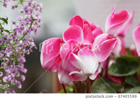 Cyclamen Cyclamen Cyclamen Cyclamen 87405599