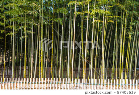 潭陽竹博物館冬景 87405639