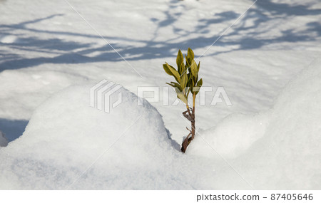 潭陽竹博物館冬景 87405646