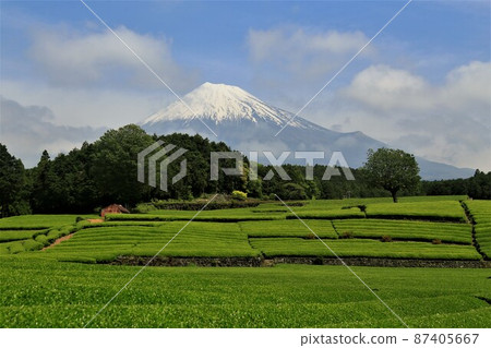 茶葉和富士山 茶葉和富士山 87405667