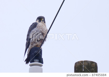 Lake Teganuma Wild Bird Winter Falcon 87405884