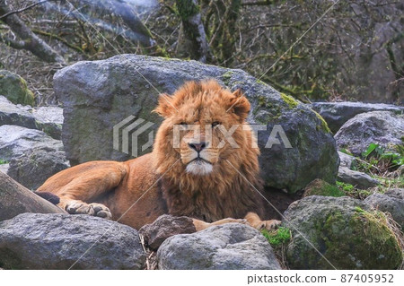 lion lion 87405952