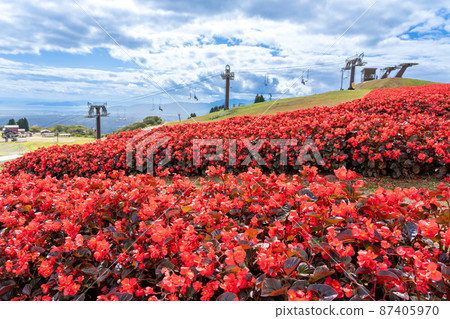 Takashima City, Shiga Prefecture Autumn Biwako Red begonia and lift spreading on the summit of Mt. Hakodate Takashima City, Shiga Prefecture Autumn Biwako Red begonia and lift spreading on the summit of Mt. Hakodate 87405970