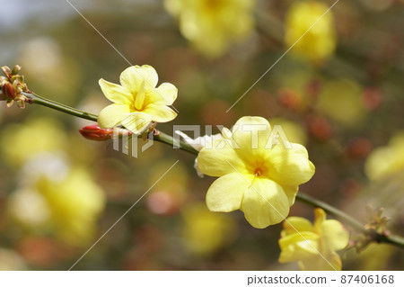 烏南歐白日本茉莉 烏南歐白日本茉莉 87406168