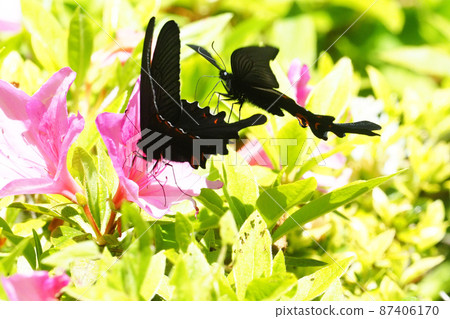 吸蜜期間的 Papilio macilentus 和 Papilio macilentus 吸蜜期間的 Papilio macilentus 和 Papilio macilentus 87406170