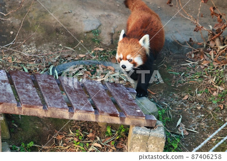 Cute red panda walking Cute red panda walking 87406258