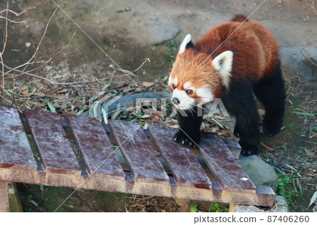 Cute red panda walking Cute red panda walking 87406260