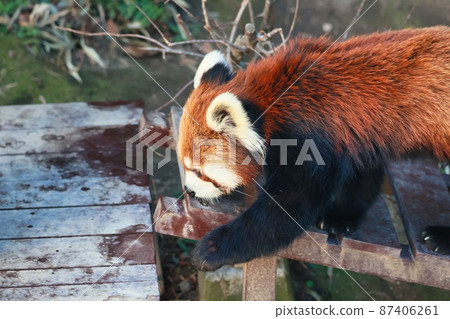 Cute red panda walking 87406261