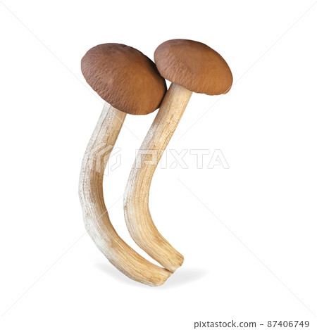 Enoki mushroom isolated on white background. H Enoki mushroom isolated on white background. H 87406749
