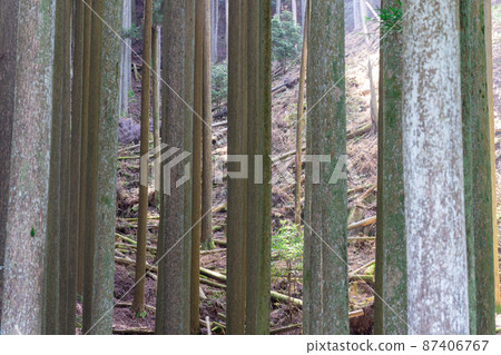 稀疏的樹木無人看管的杉山 87406767