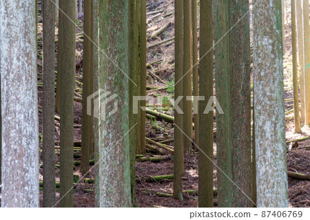 Sugiyama where thinned trees are left unattended 87406769