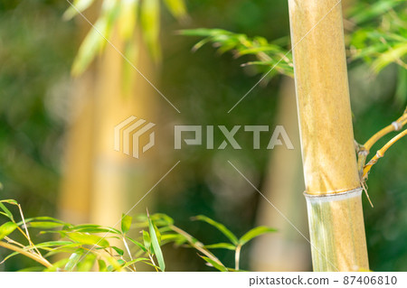 竹圖片素材 竹圖片素材 87406810