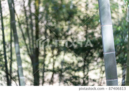 竹圖片素材 竹圖片素材 87406813