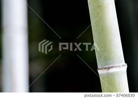 Bamboo image material 87406830