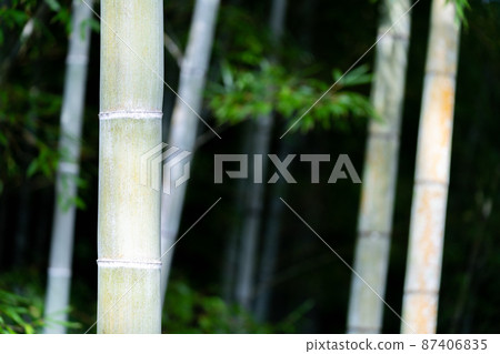 竹圖片素材 87406835