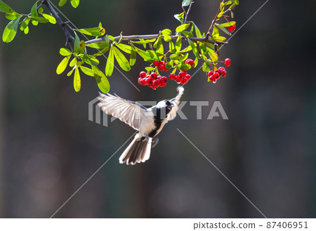 野生山鳥的冬季獵物時刻 87406951