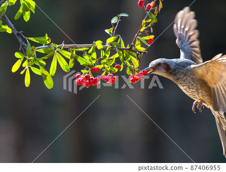 The moment of winter prey of wild mountain birds The moment of winter prey of wild mountain birds 87406955