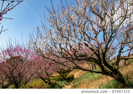 Spring plum blossoms Spring plum blossoms 87407155