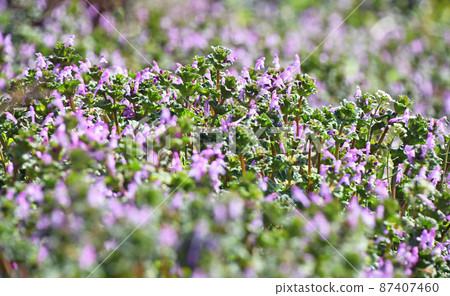 Hotokenosa (Buddha's seat) Hotokenosa (Buddha's seat) 87407460