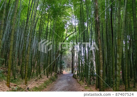 日本竹林 日本竹林 87407524