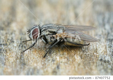 Closeup of a common face fly or autumn housefly, Musca autumnalis, on piece of wood Closeup of a common face fly or autumn housefly, Musca autumnalis, on piece of wood 87407752