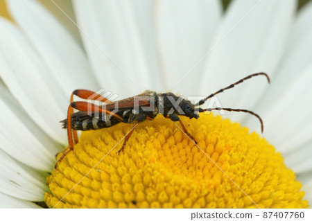 Closeup on a on small brown longhorn beetle, Stenopterus rufus, sitting on an Ox-eye daisy flower 87407760