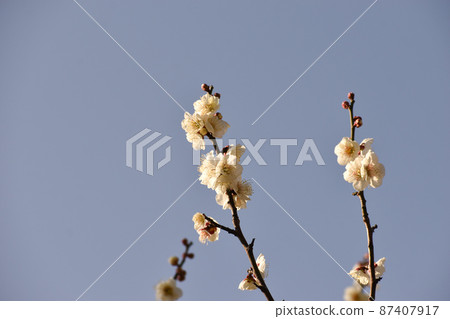 Early spring white plum Early spring white plum 87407917