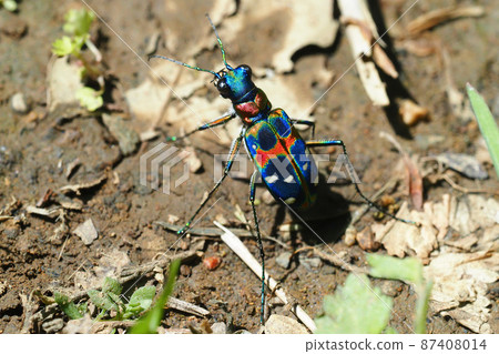 虎甲蟲（納米虎甲蟲） 87408014