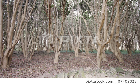 Sea of Japan and camellia community 87408023