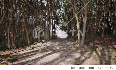 Sea of Japan and camellia community 87408039