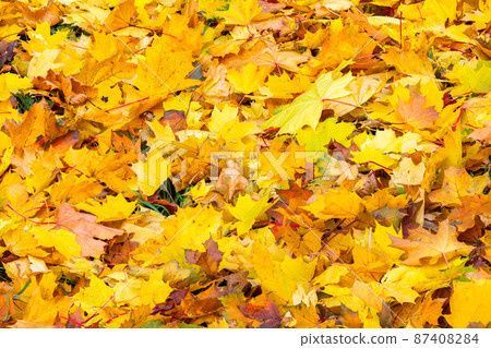 fallen autumn maple leaves on the ground full-frame background at cloudy day fallen autumn maple leaves on the ground full-frame background at cloudy day 87408284