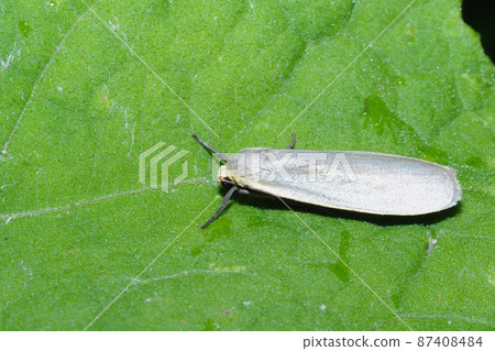 A type of hosobaga 87408484