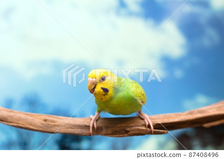 Budgerigar and blue sky staying on a branch Budgerigar and blue sky staying on a branch 87408496