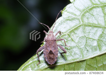 Hojoki bug 87408634