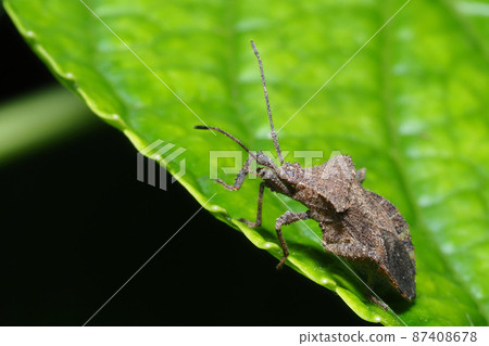 Hojoki bug 87408678