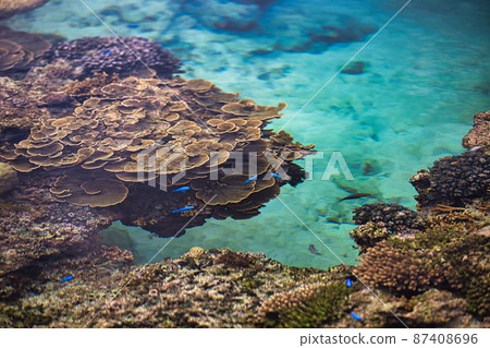 Coral of Okinawa 87408696