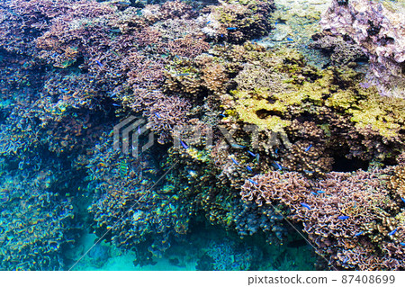 Coral of Okinawa Coral of Okinawa 87408699