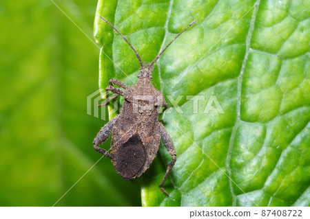 Hojoki bug 87408722