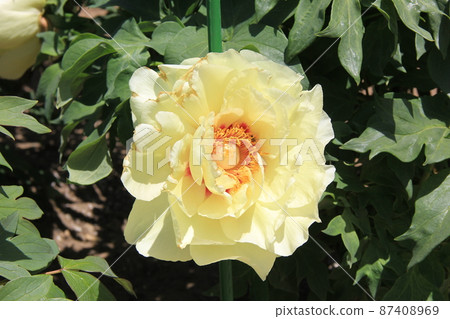 淡黃色“按鈕” 87408969