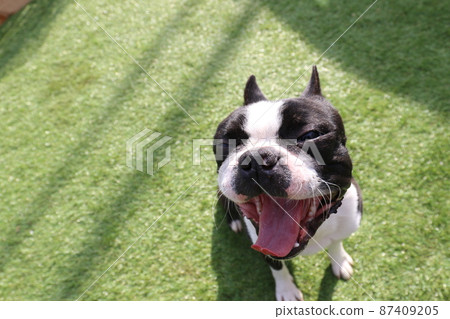 Mighty-kun, a pet dog Boston Terrier who poses cutely at our dog park Mighty-kun, a pet dog Boston Terrier who poses cutely at our dog park 87409205
