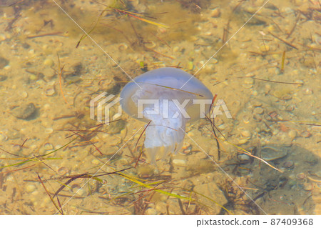 Rhizostoma pulmo, commonly known as barrel jellyfish, dustbin-lid jellyfish or frilly-mouthed jellyfish floating in a sea Rhizostoma pulmo, commonly known as barrel jellyfish, dustbin-lid jellyfish or frilly-mouthed jellyfish floating in a sea 87409368