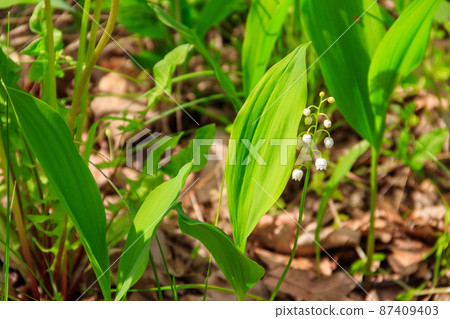 Lily of the valley (Convallaria majalis) white flowers in forest at spring 87409403