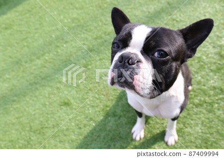 Mighty-kun, a dog in a cute pose at my dog park, Boston Terrier Mighty-kun, a dog in a cute pose at my dog park, Boston Terrier 87409994