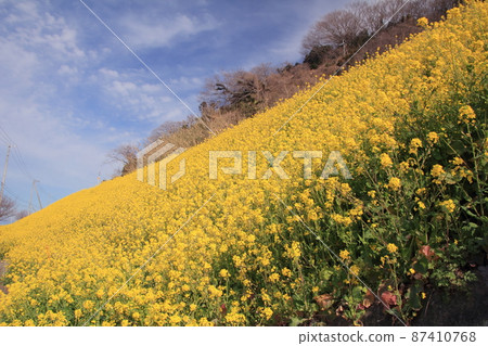 藍天和整個油菜田 藍天和整個油菜田 87410768